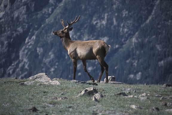 Rocky Mountain NP Elk