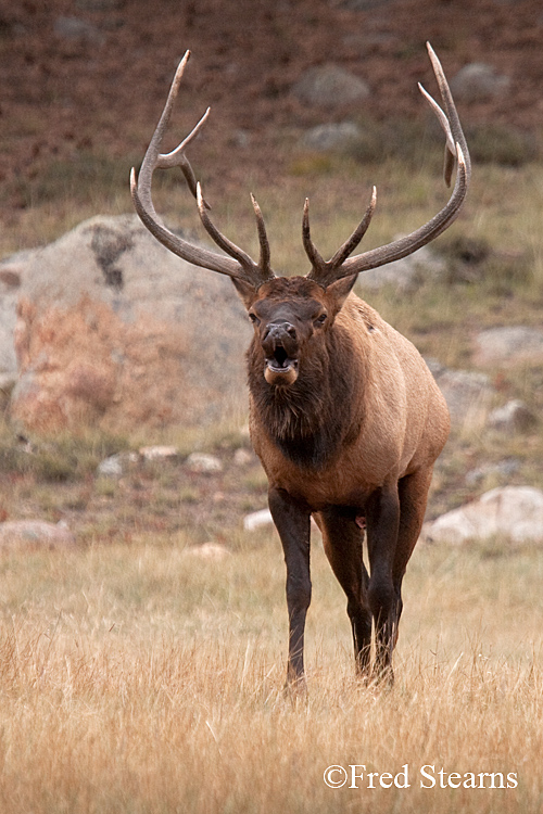 Rocky Mountain NP Elk