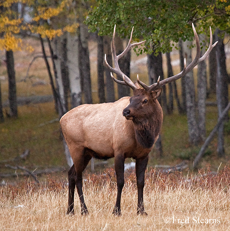 Rocky Mountain NP Elk