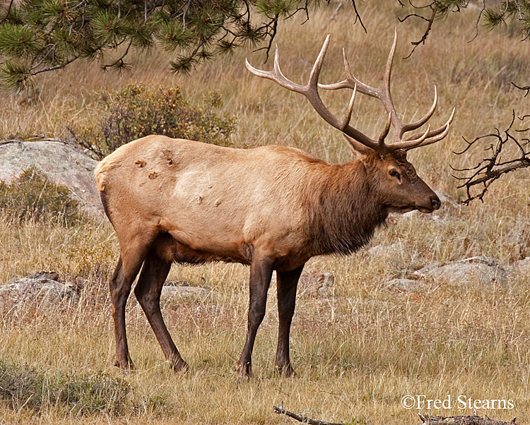 pictures rocky mountain elk
