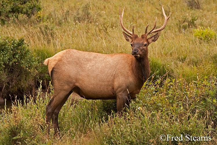 Rocky Mountain NP Elk