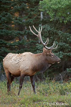 Rocky Mountain NP Cow Elk