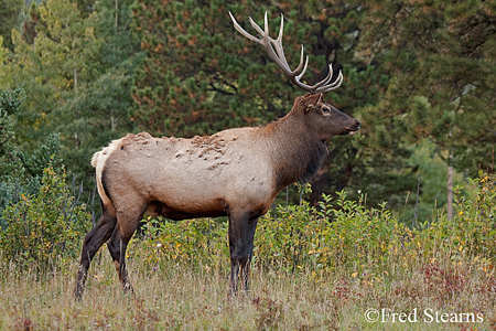 Rocky Mountain NP Cow Elk