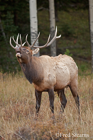 Rocky Mountain NP Cow Elk