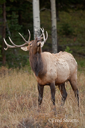 Rocky Mountain NP Cow Elk