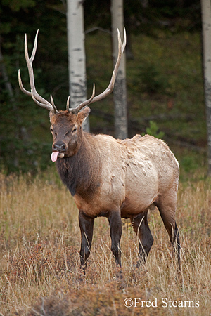 Rocky Mountain NP Cow Elk