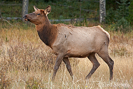 Rocky Mountain NP Cow Elk