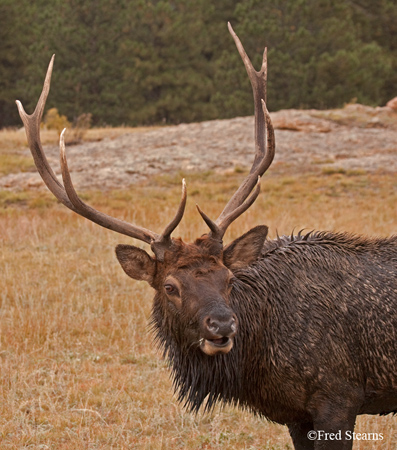 Rocky Mountain NP Cow Elk