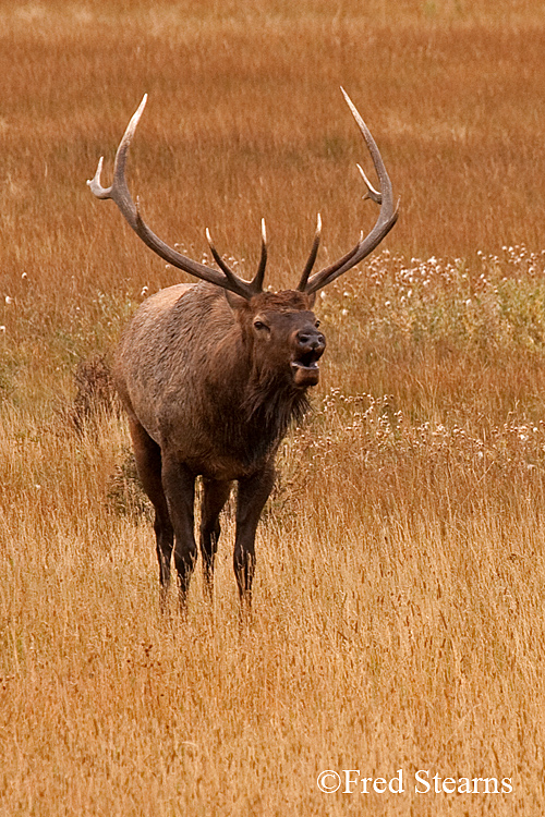 Rocky Mountain NP Elk