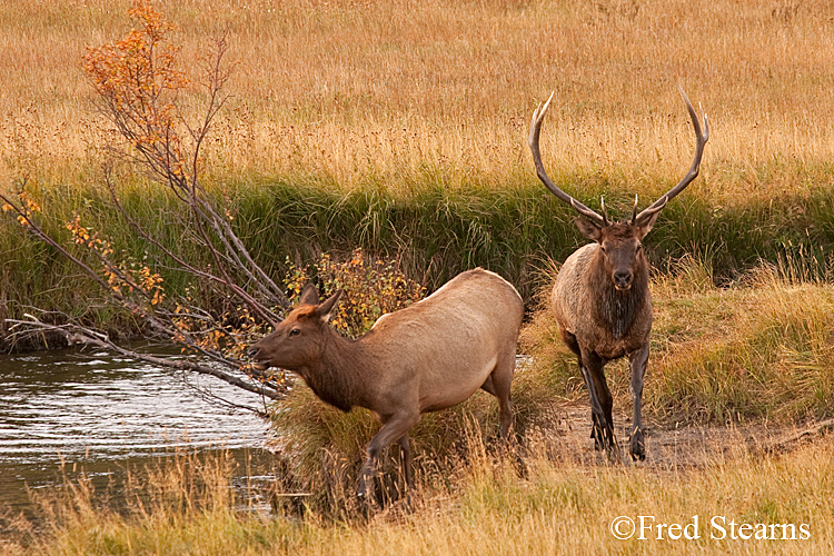 Rocky Mountain NP Elk