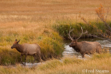 Rocky Mountain NP Cow Elk