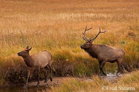 Rocky Mountain NP Cow Elk