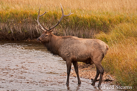 Rocky Mountain NP Cow Elk