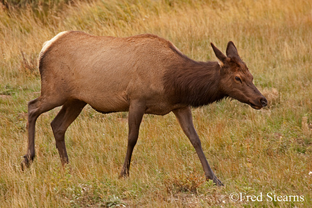 Rocky Mountain NP Cow Elk