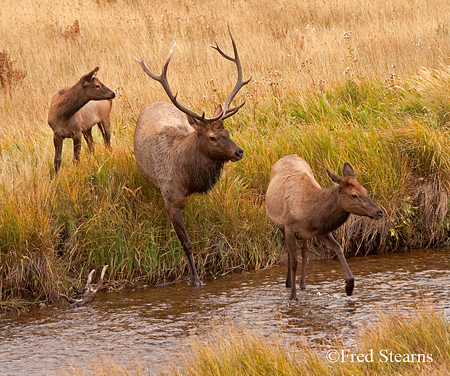 Rocky Mountain NP Cow Elk