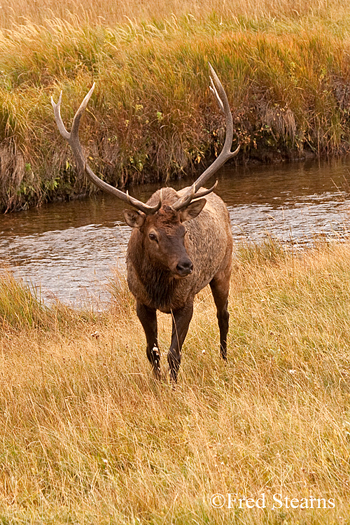 Rocky Mountain NP Elk