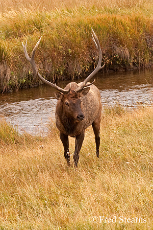 Rocky Mountain NP Cow Elk