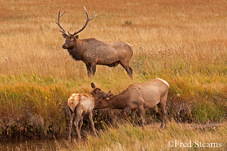 Rocky Mountain NP Cow Elk