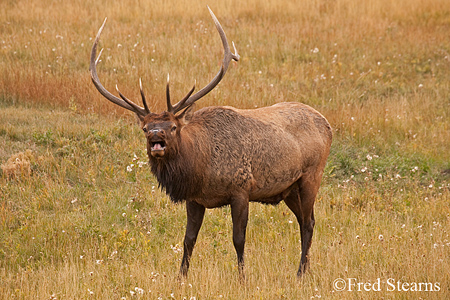 Rocky Mountain NP Cow Elk