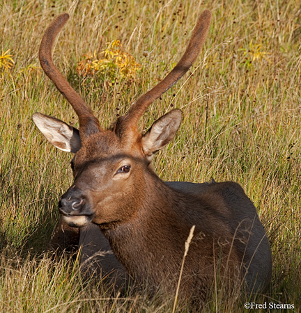 Yellowstone NP Bull Elk