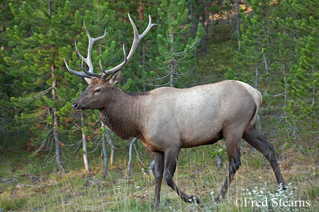 Yellowstone NP Bull Elk