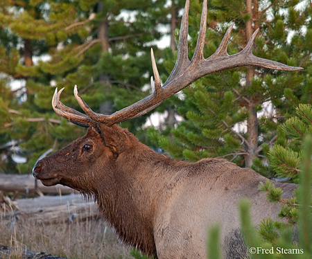 Yellowstone NP Bugling Bull Elk