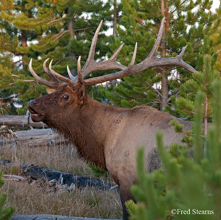 Yellowstone NP Bugling Bull Elk