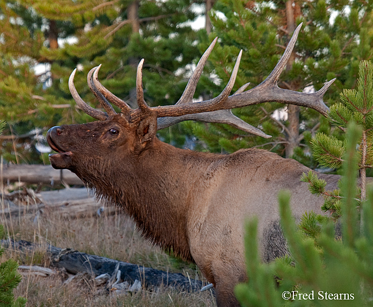 Yellowstone NP Elk