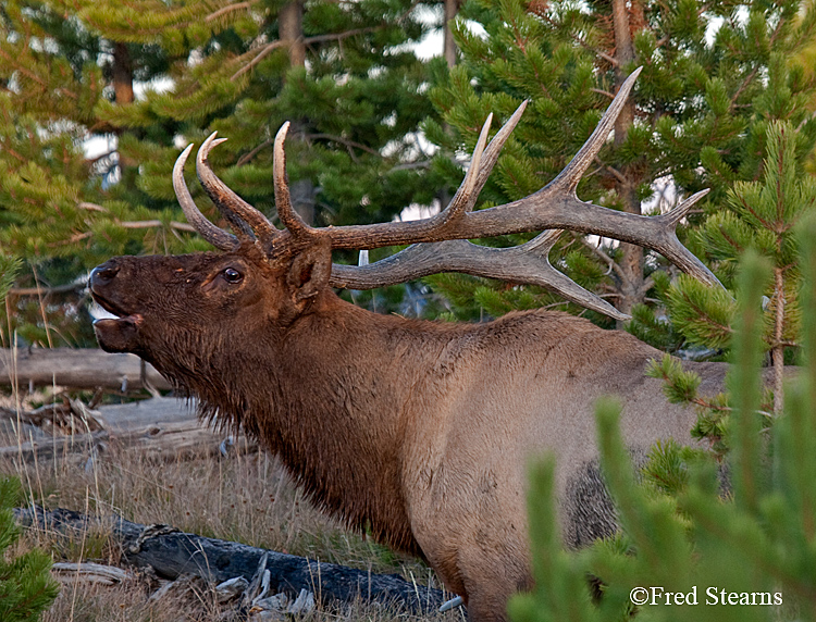 Yellowstone NP Elk