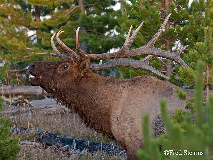 Yellowstone NP Elk