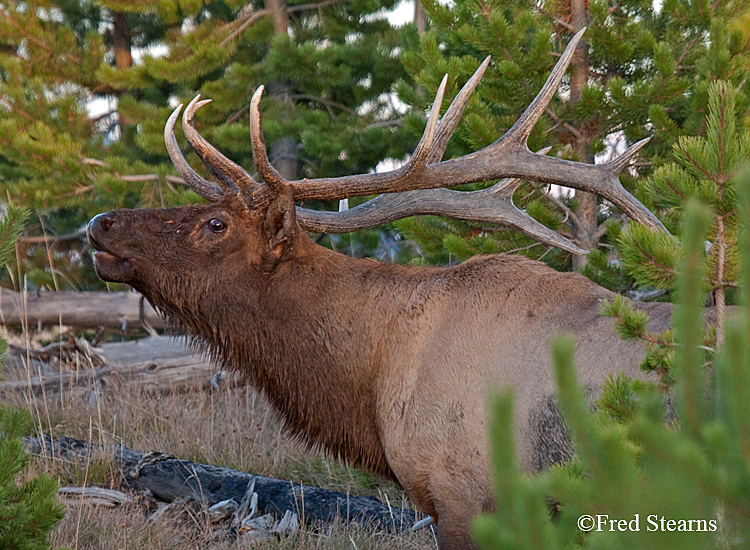 Yellowstone NP Elk