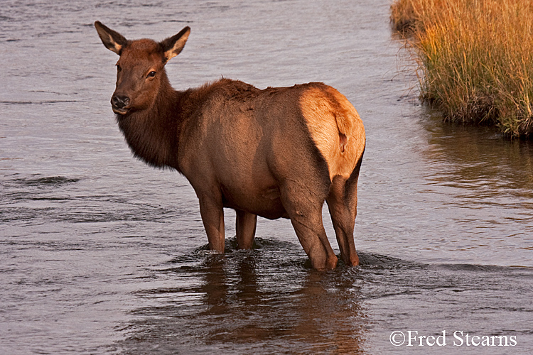 Yellowstone NP Elk