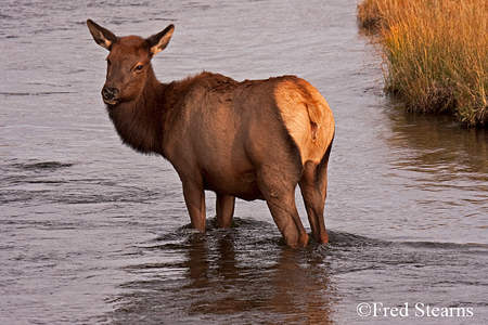 Yellowstone NP Bull Elk