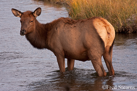 Yellowstone NP Bull Elk