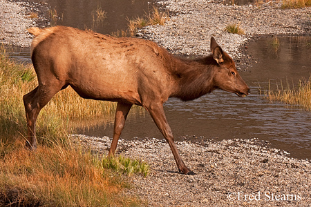 Yellowstone NP Bull Elk