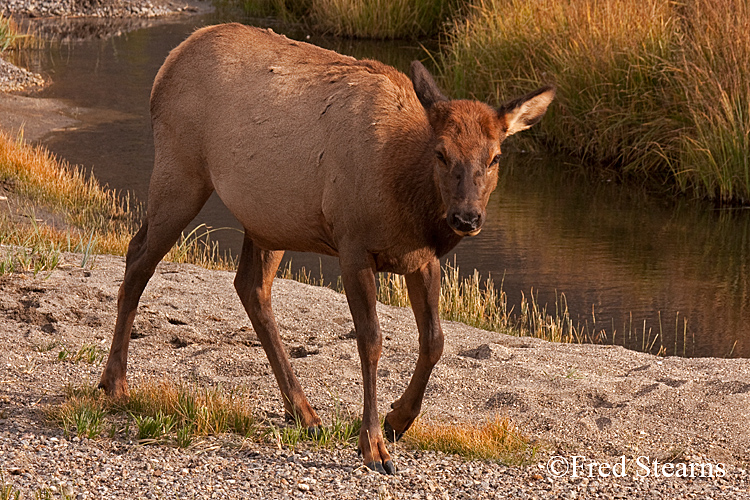 Yellowstone NP Elk