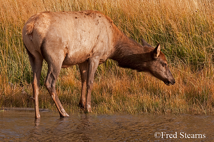 Yellowstone NP Elk