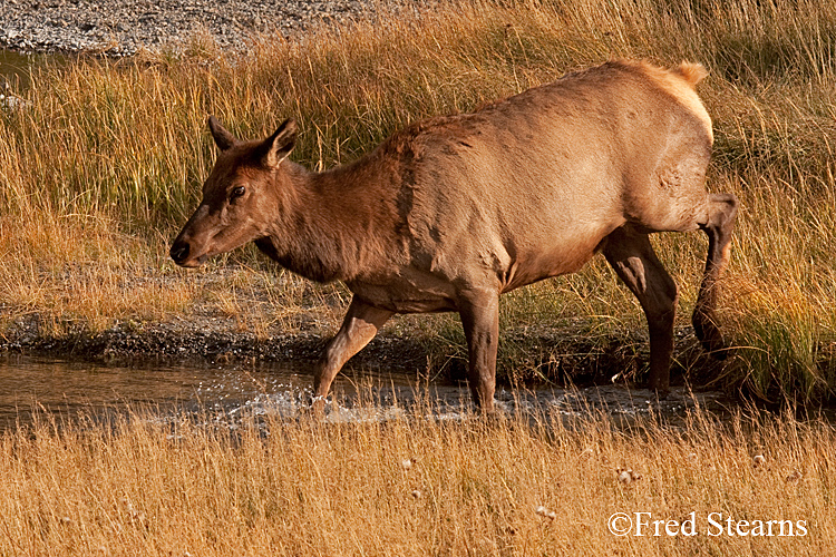 Yellowstone NP Elk