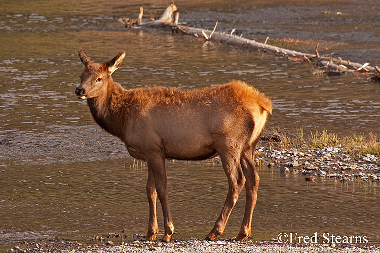 Yellowstone NP Elk