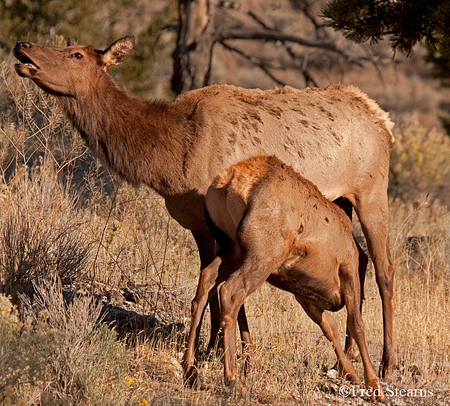 Yellowstone NP Bull Elk