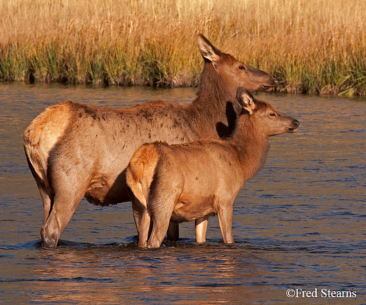 Yellowstone NP Elk