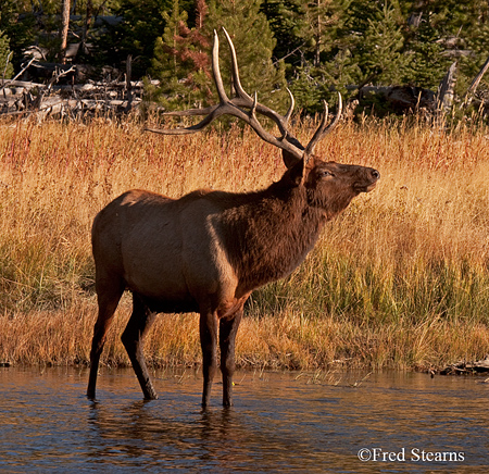 Yellowstone NP Bull Elk