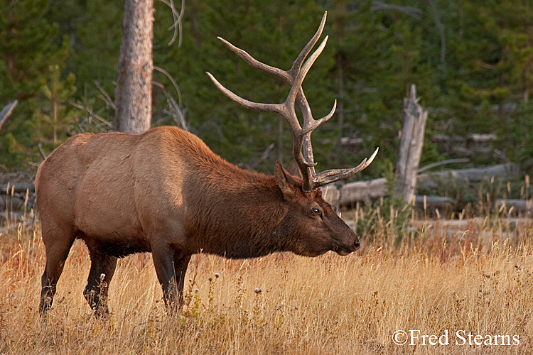 Yellowstone NP Elk