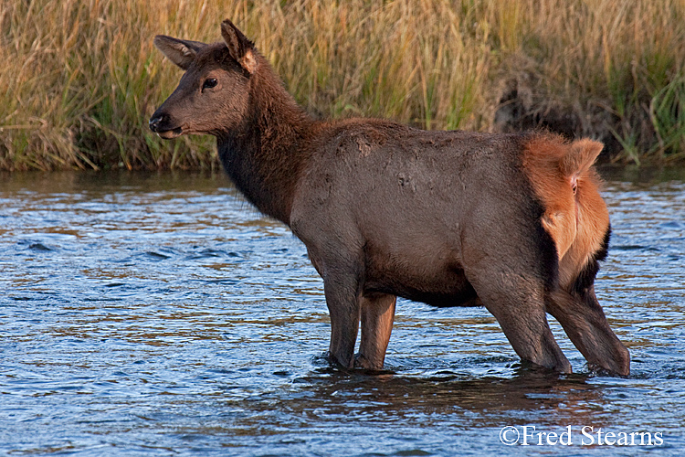 Yellowstone NP Elk