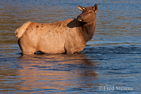 Yellowstone NP Bull Elk