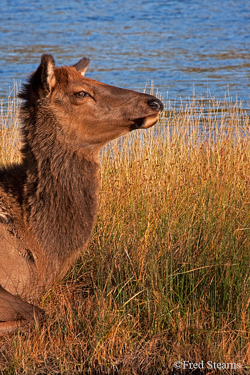 Yellowstone NP Elk