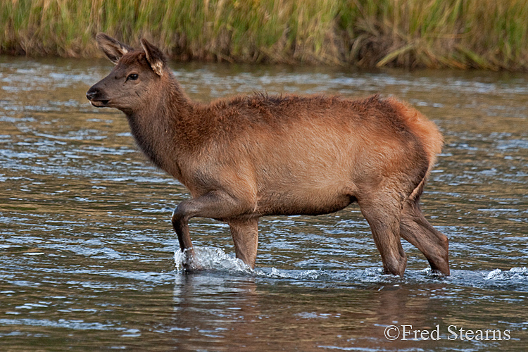 Yellowstone NP Elk