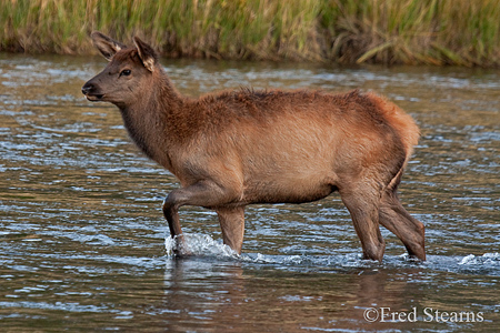 Yellowstone NP Bull Elk