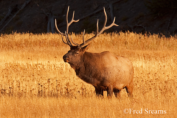 Yellowstone NP Elk