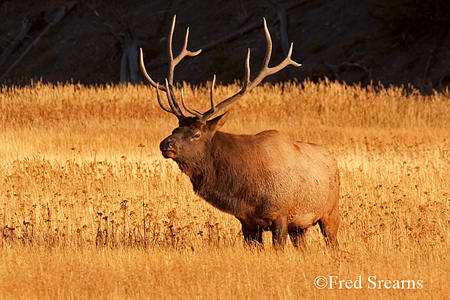 Yellowstone NP Bull Elk